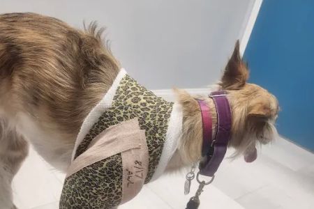 Focused Pet Care