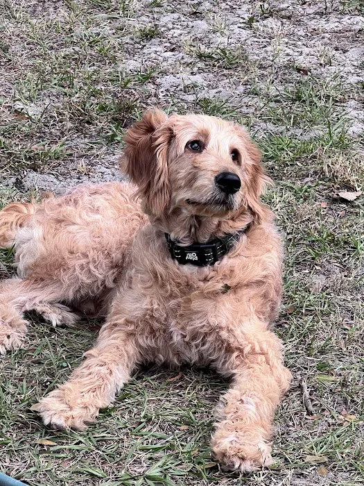 Focused Pet Care 12