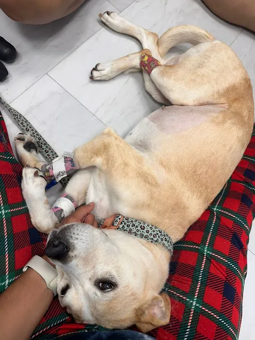 Focused Pet Care 12