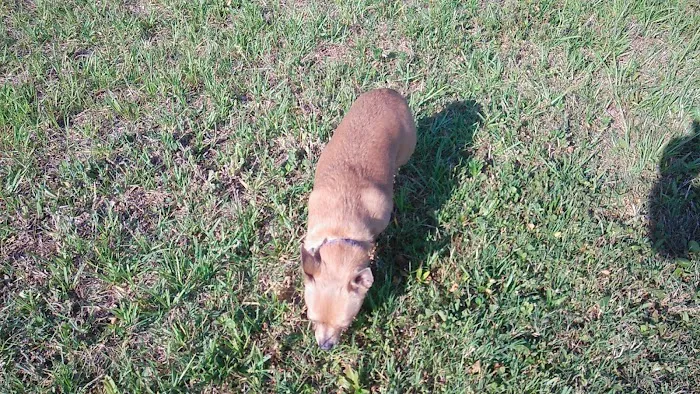 Willowdale Veterinary Center 7