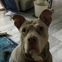 Southeast Veterinary Oncology and Internal Medicine - SEVOMED ico