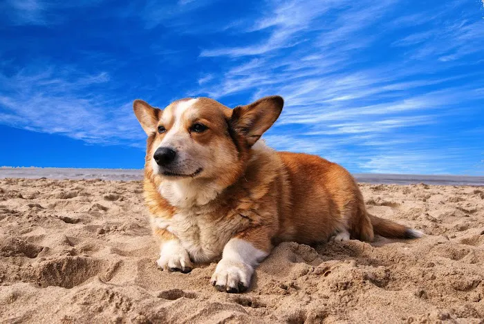PetCure Oncology at Southeast Veterinary Oncology Internal Medicine 5