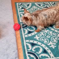 BluePearl Pet Neurology ico