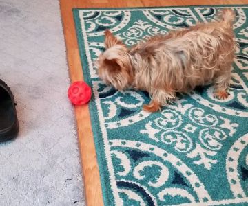 BluePearl Pet Neurology