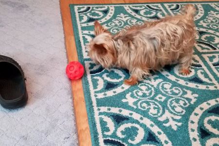 BluePearl Pet Neurology