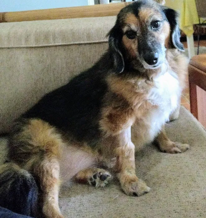 BluePearl Pet Neurology 8