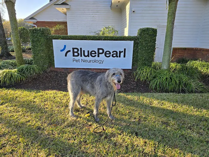 BluePearl Pet Neurology 5