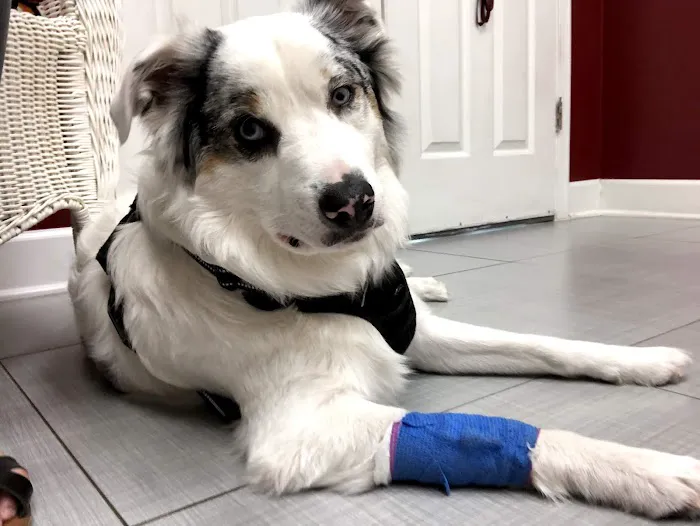 BluePearl Pet Neurology 7