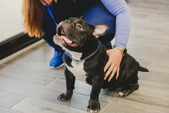 Orange Park Animal Hospital at Oakleaf 2