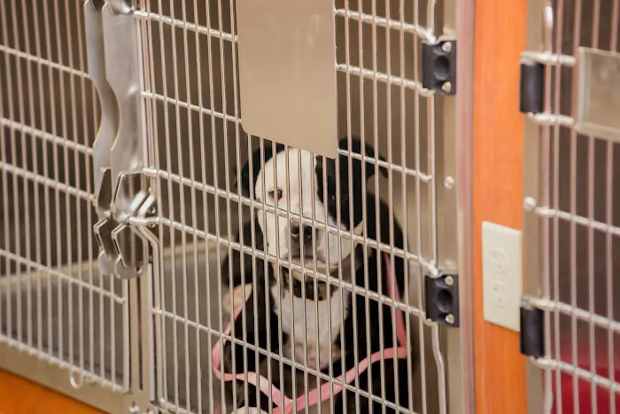 Orange Park Animal Hospital at Oakleaf 4