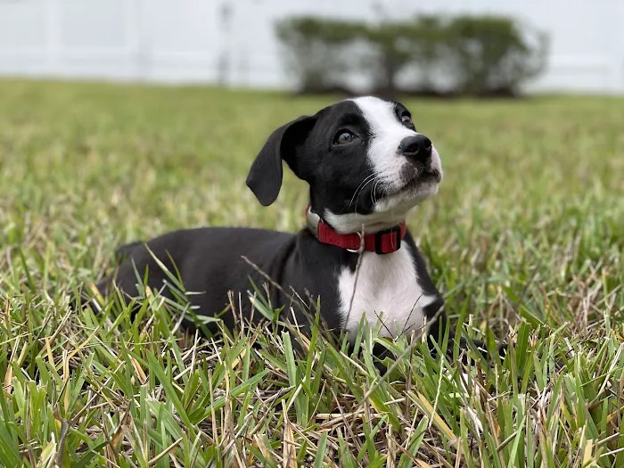Banfield Pet Hospital 12