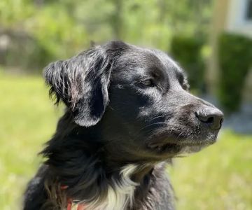 Banfield Pet Hospital