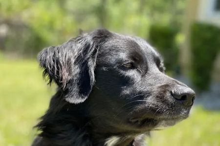 Banfield Pet Hospital