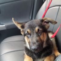 Beltway Animal Hospital ico