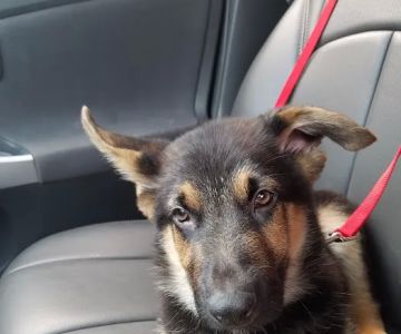 Beltway Animal Hospital