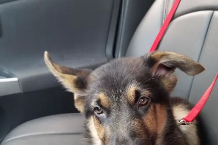 Beltway Animal Hospital