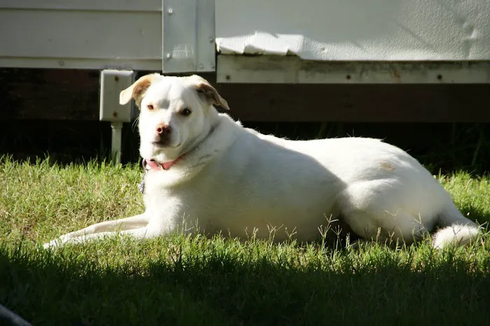 Beltway Animal Hospital 12