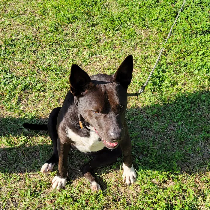 St. Johns Veterinary Hospital 9