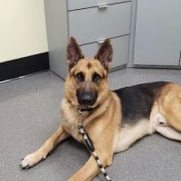 St. Johns Veterinary Hospital ico