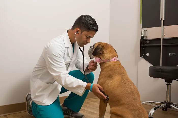 Del Mar Veterinary Hospital 8