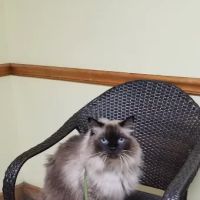 Anastasia Veterinary Practice ico