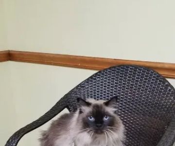 Anastasia Veterinary Practice
