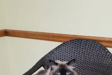 Anastasia Veterinary Practice