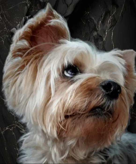 Jackson Veterinary Practice Pa: Seymour Goodwin DVM 12