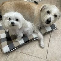Jackson Veterinary Practice Pa: Seymour Goodwin DVM ico