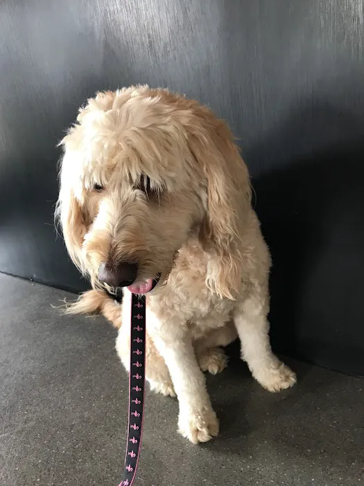 St Johns Veterinary Clinic: Burkhalter Brooke DVM 12