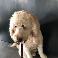 St Johns Veterinary Clinic: Burkhalter Brooke DVM ico