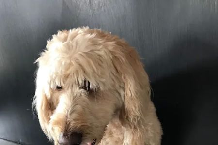 St Johns Veterinary Clinic: Burkhalter Brooke DVM