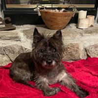 St. Augustine Animal Clinic ico