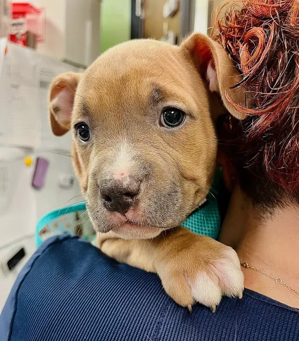 Forever Vets Animal Hospital of Murabella Parkway 5