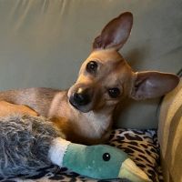 Antigua Veterinary Practice ico