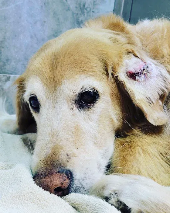 MuraBella Animal Hospital 12