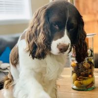 Animal Medical Clinic ico