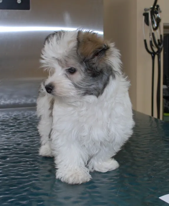 Ark Animal Hospital 12