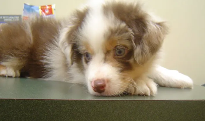 Ark Animal Hospital 12