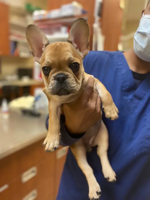 St. Johns Vets Affordable Animal Hospital 9