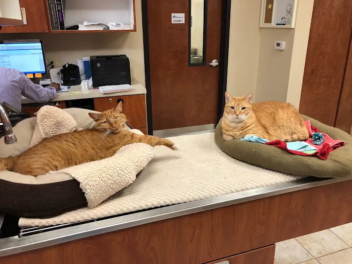 St. Johns Vets Affordable Animal Hospital 2