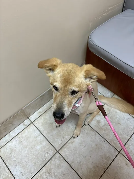St. Johns Vets Affordable Animal Hospital 4