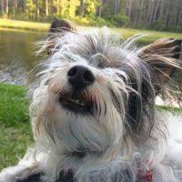 Animal Medical Clinic at St. Johns ico