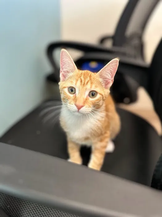 Sandbridge Veterinary Center 7
