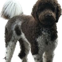 Sandbridge Veterinary Center ico