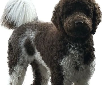 Sandbridge Veterinary Center