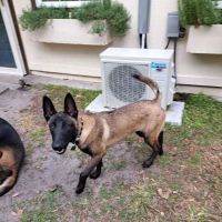 Caring Hands Animal Hospital of Live Oak ico