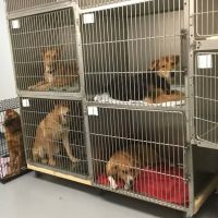 Suwannee PAWS Inc. ico