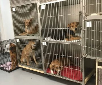 Suwannee PAWS Inc.