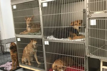 Suwannee PAWS Inc.